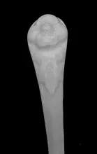 Chinese Shape_Unspecified_Sauce Ladle_Handle_004