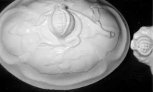 Columbia Shape | E. & C. Challinor | Vegetable Tureen Base and Lid | Handle | 007