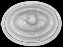Columbia Shape_G. Wooliscroft_Vegetable Tureen Lid_Item_001