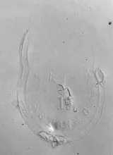 Corn and Oats_Davenport (& Co.)_Mug_Mark_002
