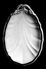 Dangling Tulip | John Farrall | Relish Dish | DecItem | 001