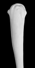 Framed Leaf_J. W. Pankhurst (& Co.)_Soup Ladle_Handle_002