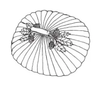 Full Ribbed | J. W. Pankhurst (& Co.) | Soap Box Lid | ItemDrw | 001