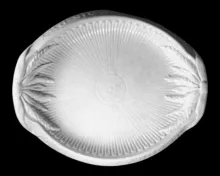 Kitchenware | Tempest, Brockmann, & Co. | Daily Bread Plate | Item | 001