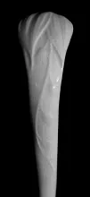 Lily of the Valley_Unspecified_Table Pitcher_Mark_001