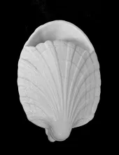 Nautilus | Unspecified | Shell Spoon Warmer | Embossing | 003