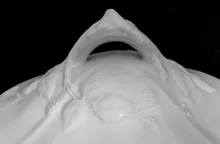 Potomac Shape_W. Baker & Co._Sauce or Soup Tureen Base, Lid, and Underplate_Finial_003