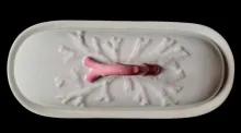 Seaweed and Coral | Jacob Furnival | Brush Tray Base and Lid | Finial | 002