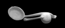 Stafford Shape | Samuel Alcock & Co. | Sauce, Soup, or Chowder Ladle | Item | 001