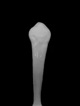 Unknown Tableware | Unspecified | Sauce Ladle | Handle | 008