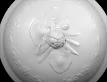 Water Lily | W. Baker & Co. | Chamber Pot Lid | Embossing | 002