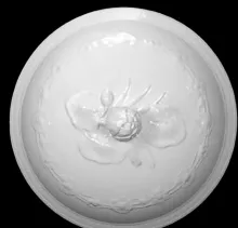 Water Lily | W. Baker & Co. | Chamber Pot Lid | Item | 001